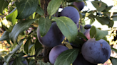 Enjoying a home orchard: Here are things to consider when planting fruit trees in your garden