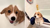 Corgi puppy's reaction to his first ever bath goes viral: "Not so bad"