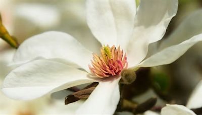 Magnolia o flor del corazón: Beneficios y cómo preparar té con esta planta