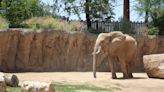 Reid Park Zoo in Tucson expecting new baby elephant in spring 2024