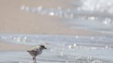 Montrose Beach’s new piping plover family loses a chick