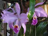 Cattleya mossiae