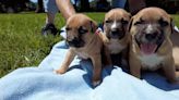 Puppies and mom found in suitcase recovering at Wake Forest animal shelter