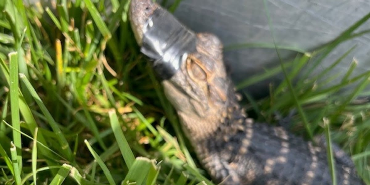 Missing gator found near middle school after disappearing for nearly 2 weeks from petting zoo