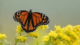 Mariposas monarca están en problemas, pero ¿cómo ayudarlas?