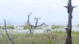 Developer who wanted a resort on untouched Beaufort County barrier island drops appeal