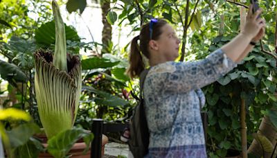 Como Park corpse flower closes, ending bloom early