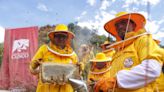 Día Mundial de las Abejas: Cusco impulsa crianza de abejas y producción sostenible de miel