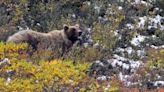 Bear hit, killed by car in California found with paws cut off and stolen: reports