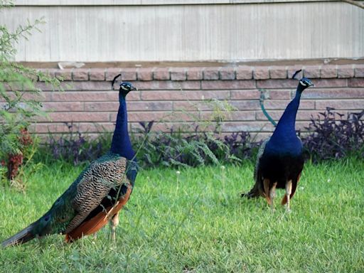 San Antonio City Council looks to ramp up protections for wild peacocks