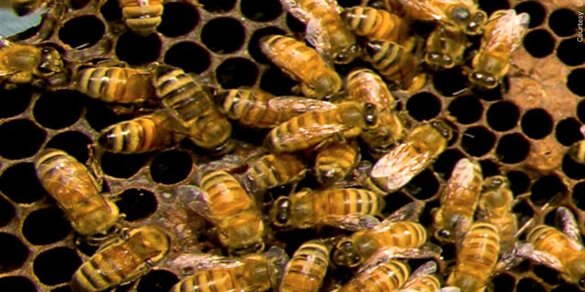 Toddler thinks monsters are in her room, but turns out to be thousands of bees