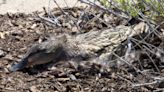 Duck Watch: Two ducks brooding by Peoria Police Headquarters