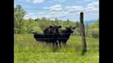 Annoyed cows lead cops to fugitive hiding in their pasture, North Carolina town says