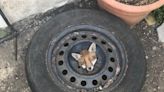 RSPCA issues warning after four fox cubs get stuck in old car wheels