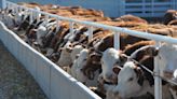 Meat and dairy industry's attempt to change how we measure methane emissions would let polluters off the hook