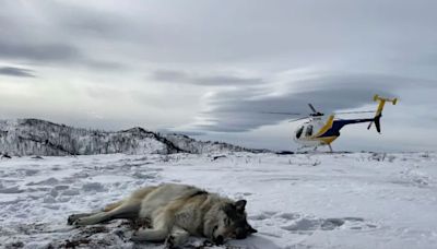 Colorado Says One of its Transplanted Wolves Has Died and Others Have Stopped Emitting GPS Signals