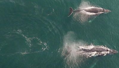 Hallan al menos 77 ballenas varadas en una playa de las islas Orcadas (Escocia)