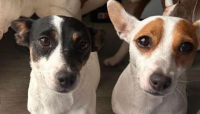 Derry women seek public’s help in finding lost dogs after struggling mother gave them up