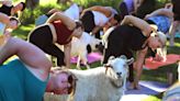 Looking for a new workout near Sioux Falls? Try goat yoga on this Garretson farm