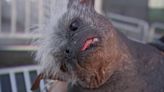 Meet the winner of the ‘World’s Ugliest Dog’ competition