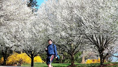 Charlottesville-based state agency purges hundreds of Bradford pear trees from Virginia landscape