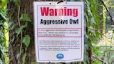 Officials suggest wearing helmet after aggressive owl reported at SeaTac park