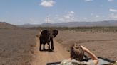 Muere un turista español al ser atacado por un elefante durante un safari en Sudáfrica
