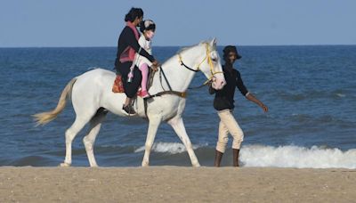 T.N. Animal Welfare Board suggests stricter protocols amid concerns over care of horses used for commercial purposes in Chennai