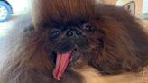 Who is Wild Thang? 8-year-old Pekingese wins 2024 'World’s Ugliest Dog' contest