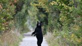 Man or bear? Which would women rather encounter on a hiking trail? - The Boston Globe