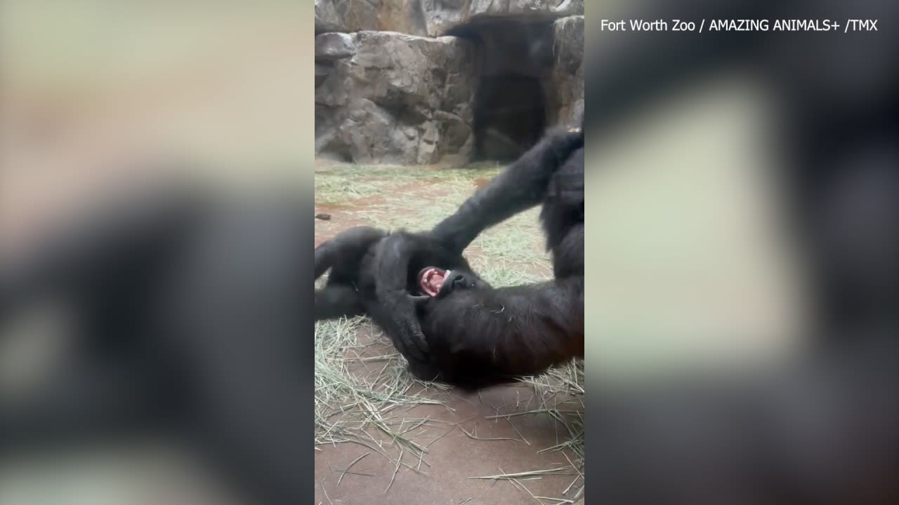 Adorable video shows baby gorilla get tickled by mom at zoo