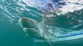 Could sharks make good hurricane hunters? Why scientists say they can help with forecasts
