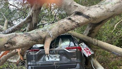 苗119線大榕樹被凱米颱風吹斷倒下 壓住休旅車