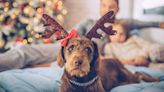 Trainer reveals how to help your nervous dog cope with guests this Christmas, and it’s a game-changer!