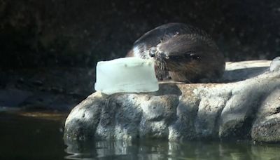 Golosinas heladas y duchas frías: así es como un zoológico de Florida mantiene frescos a sus animales