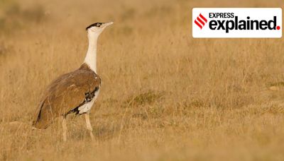 Explained: Critically endangered Great Indian Bustards’ recovery program, and what lies ahead