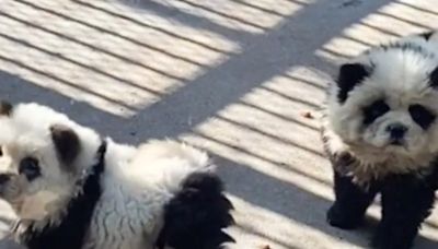 Trampa en un zoo de China: tiñen cachorros de perros y aseguran que son una "nueva especie" de osos panda