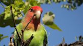 Dozens of escaped lovebirds spotted around English town