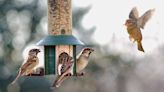 Bird flu is spreading in a few states. Keeping your bird feeders clean can help