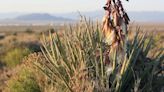 Nature notes | Banana yucca: Gives food, fiber and even soap