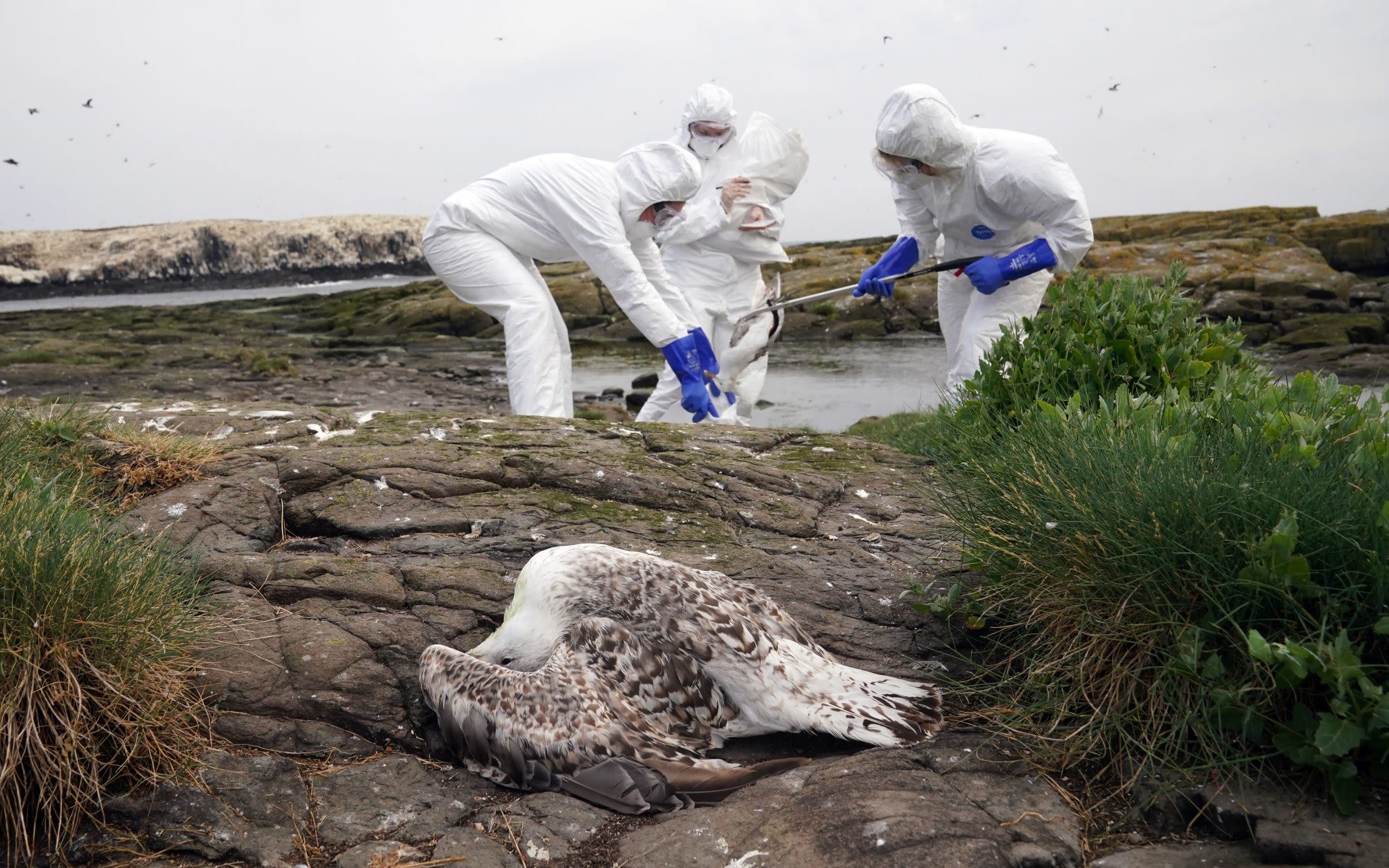 There might be stockpiles, but making an effective bird flu vaccine won’t be quick or easy