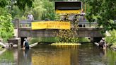 Over 2,300 rubber ducks race Sauk River for charity