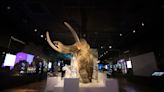 Last surviving woolly mammoths were inbred but not doomed to extinction – study