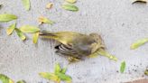 High-rise buildings are on the rise in Boise. Experts say their windows threaten birds