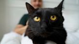 Companheiro único e especial: 6 motivos pra adotar um gato preto
