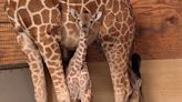 PHOTOS: Who's that baby? Newborn giraffe receives her first check-up