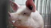 Meet some of the world's cleanest pigs, raised to grow kidneys and hearts for humans