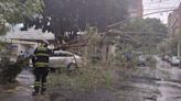 FOTOS: Lluvias en CDMX dejan cinco árboles caídos en Coyoacán, Xochimilco e Iztapalapa