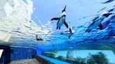 東京3大人氣水族館必遊！夢幻水母隧道企鵝翱翔天際超chill