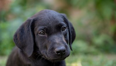 Clever Black Labrador Puppy Tries to 'Fill His Own Water Bowl' at Just 2 Months Old